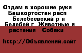 Отдам в хорошие руки - Башкортостан респ., Белебеевский р-н, Белебей г. Животные и растения » Собаки   